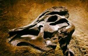 Ştiinţă: Fosile vechi de 567 de milioane de ani schimbă perspectiva asupra evoluţiei